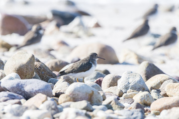 Spotted Sandpiper (Actitis macularius) Foraging in the Rocks on a Beach in Mexico