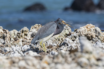 Tricolored Heron (Egretta tricolor) Resting on a Rocky Beach in Mexico