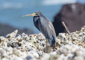 Tricolored Heron (Egretta tricolor) Resting on a Rocky Beach in Mexico