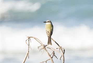 Tropical Kingbird (Tyrannus melancholicus) Perched on a Branch in Mexico