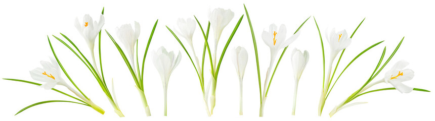 Isolated spring flowers. Collection of blooming white crocus (saffron) isolated on white background with clipping path