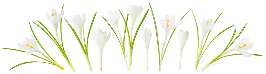 Photo sur Aluminium Crocus Isolated spring flowers. Collection of blooming white crocus (saffron) isolated on white background with clipping path