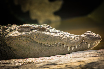 Mugger Crocodile resting on rock with water backdrop