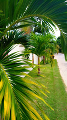 маленькие пальмы на газоне у забора и пальмовая ветвь у камеры