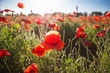 poppies field in rays sun