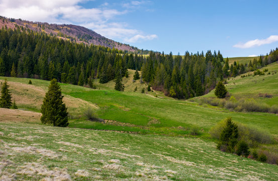 grassy meadow at the foot of the mountain. beautiful landscape with spruce forest on hillside