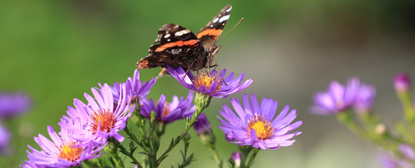 Admiral auf lila Herbstaster