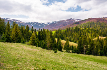 spruce forest on rolling hills in springtime. gorgeous landscape of Pylypets valley in Carpathian...