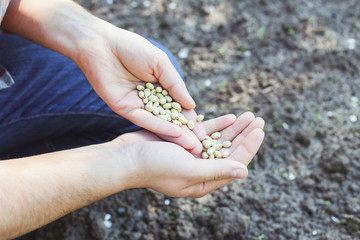 Agrarian with seeds of legumes in their hands, quality control of seeds