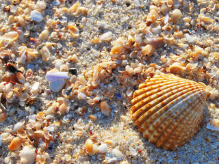 Conchas na praia