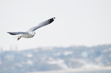 Seagull flying in the air,photo