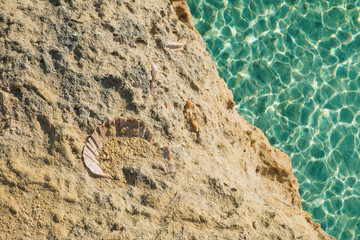 fossil shell embedded in desert rock