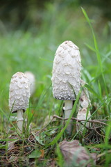 Schopf-Tintling in der Dübener Heide