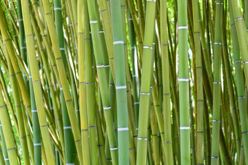 detail of the bamboo forest