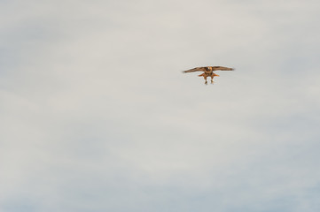Raptor in flight against blue sky with talons extended and sunlit underside