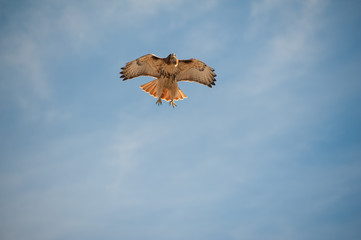 Raptor in flight against blue sky with sunlit underside