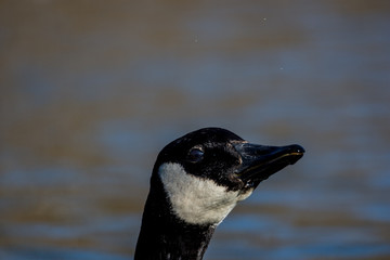 Natur, Tiere, Vögel, Gänse, Reiher, Rehe