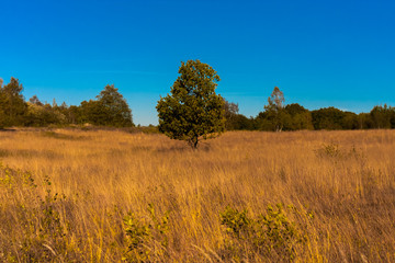Fototapeta premium Baum 2
