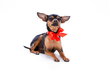 Lovely sleek-haired russian toy-terrier. Tiny handsome toy-terrier with red bow on neck isolated on white background. Beautiful gift for Christmas.