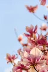 Store enrouleur occultant sans perçage Magnolia Arbre de fleur de magnolia chinois rose