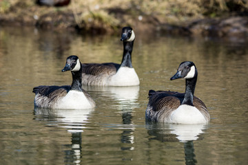 Natur, Tiere, Vögel, Gänse, Reiher, Rehe