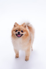 Happy pomeranian spitz on white background. Adorable puppy spitz standing on white background. Lovely small fluffy dog.