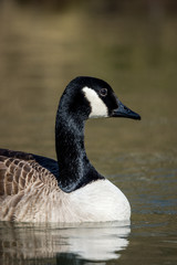 Natur, Tiere, Vögel, Gänse, Reiher, Rehe
