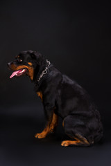 Obraz premium Rottweiler sitting on dark background. Beautiful young rottweiler dog with chain on neck, studio shot. Cute rottweiler, profile view.