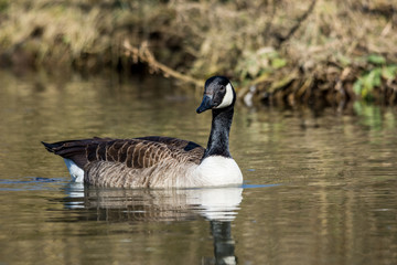 Natur, Tiere, Vögel, Gänse, Reiher, Rehe