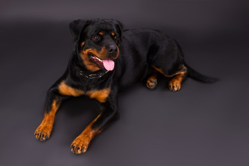 Obraz premium Lovely young rottweiler on dark background. Beautiful rottweiler puppy lying in studio. Beautiful domestic dog, studio portrait.