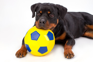 Obraz premium Close up portrait rottweiler with soccer ball. Young adorable rottweiler dog lying with yellow football ball isolated on white background, studio shot.