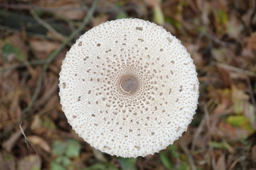Riesenschirmpilz in der Dübener Heide