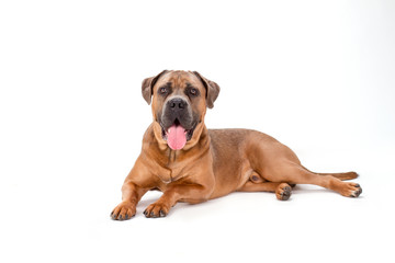 Mastiff cane corso, studio shot. Cane corso italiano dog lying isolated on white background, studio portrait. Huge and beautiful domestic defender.
