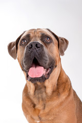 Obraz premium Funny italian cane corso, close up portrait. Cane corso italian puppy dog isolated on white background, studio shot close up. Cute pedigreed dog.