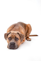 Funny cane corso italiano dog. Sad cane corso italian mastiff lying isolated on white background, studio shot. Beautiful brown mastiff boxer.