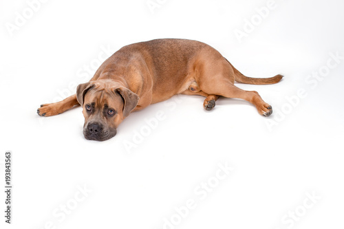 Funny Italian Mastiff Cane Corso Studio Shot Dog Of Breed
