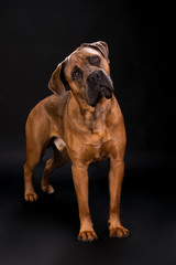 Obraz premium Beautiful cane corso, studio portrait. Adorable italian mastiff cane corso on dark background, studio shot. Cute and young big dog.