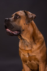 Obraz premium Cane corso looking aside, studio portrait. Young brown cane corso dog sitting on dark background, studio shot. Young pedigreed muscular puppy.