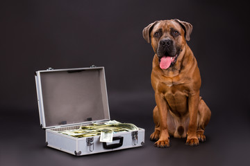 Cane corso and hundred of dollars. Huge pedigreed dog and suitcase full of currency on dark...