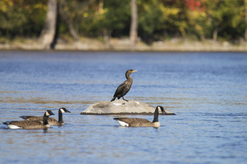 cormorant in autumn