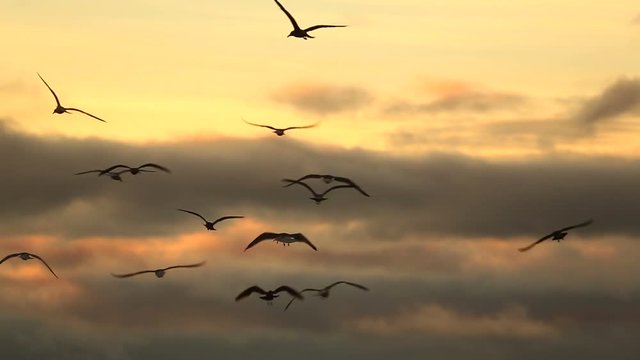 Birds fly over the beach at sunset