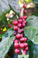 Coffee beans on a bush in Khunwang, Chiangmai, Thailand