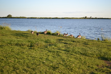 Fototapeta na wymiar Geese on the shore