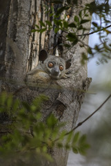 Red-tailed Sportive Lemur - Lepilemur ruficaudatus, small nocturnal endemic Madagascar sportive lemur hidden in the tree.