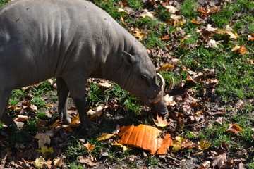 Warthog with a pumpkin
