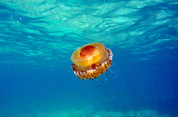Mediterranean Jelly © Mark Barrett