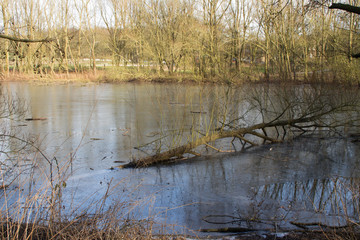 Ein umgekippter Baum in einem See