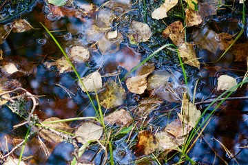 Autumn leaves in water