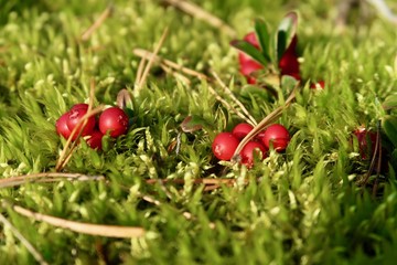 Сranberries in the meadow