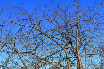 Branches in front of blue sky